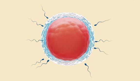 Frozen Embryo Transfer Success